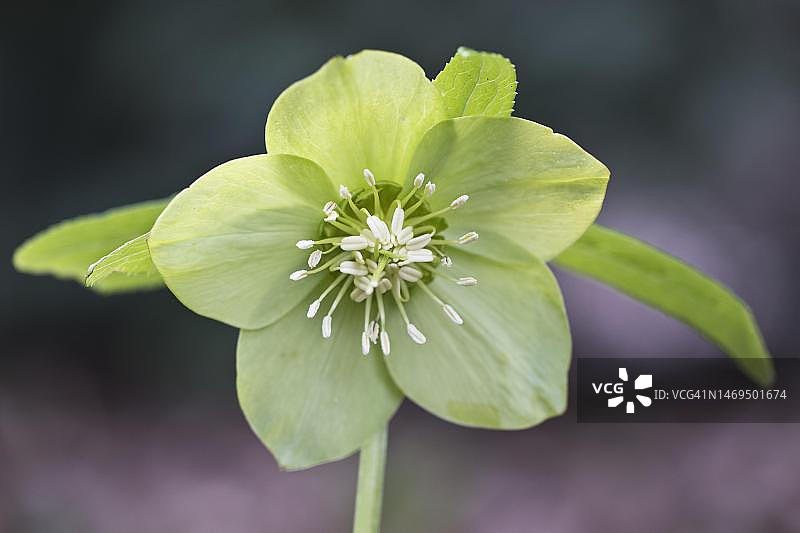 铁筷子花，德国下萨克森图片素材