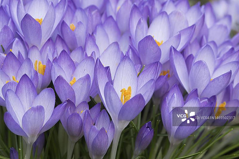 紫番红花，德国下萨克森州埃姆斯兰图片素材