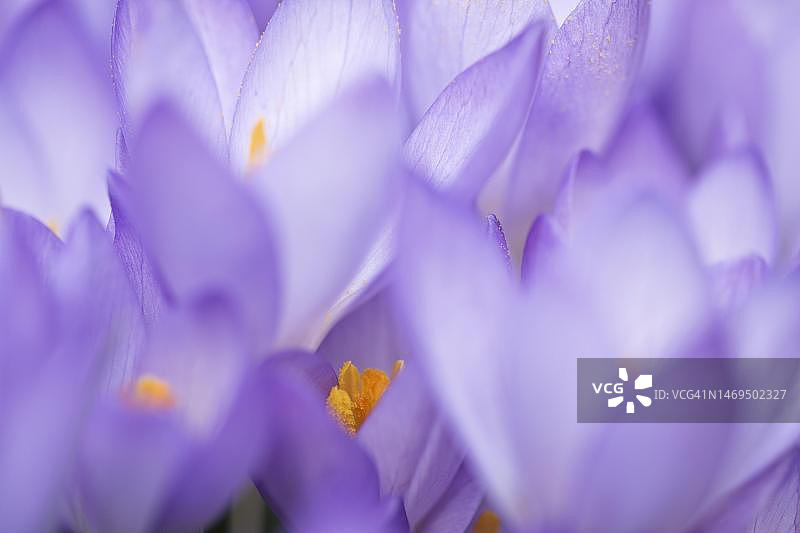 紫番红花，德国下萨克森州埃姆斯兰图片素材