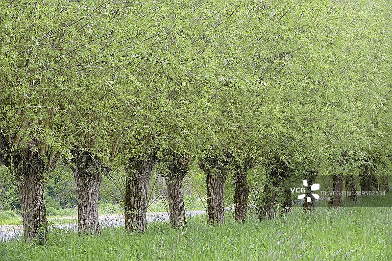 德国北莱茵-威斯特法伦的路边截顶柳树（柳属）图片素材