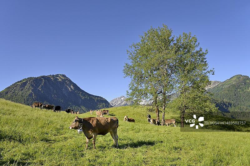家养牛在山地草甸上吃草，德国巴伐利亚图片素材