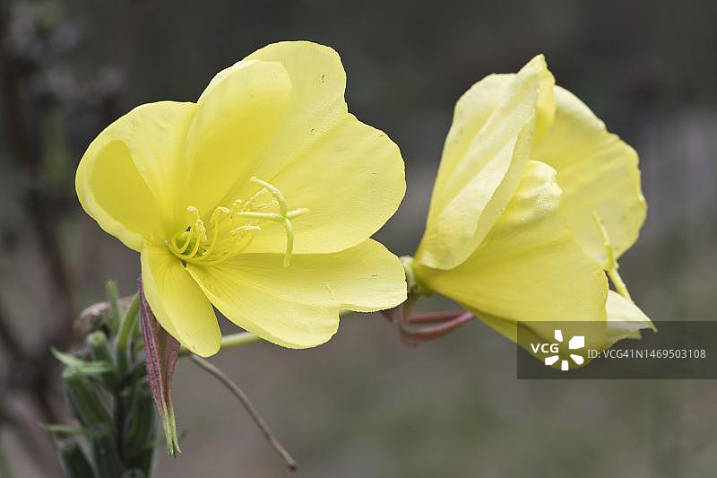 普通晚樱草，德国下萨克森州埃姆斯兰图片素材