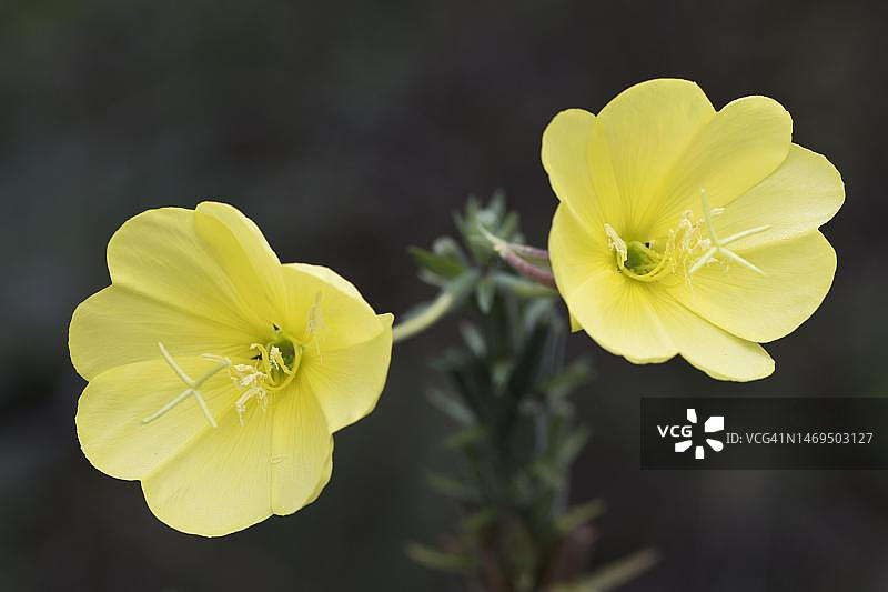普通晚樱草，德国下萨克森州埃姆斯兰图片素材
