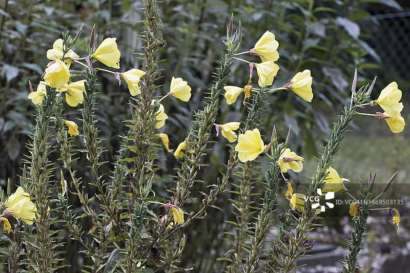 普通晚樱草，德国下萨克森州埃姆斯兰图片素材