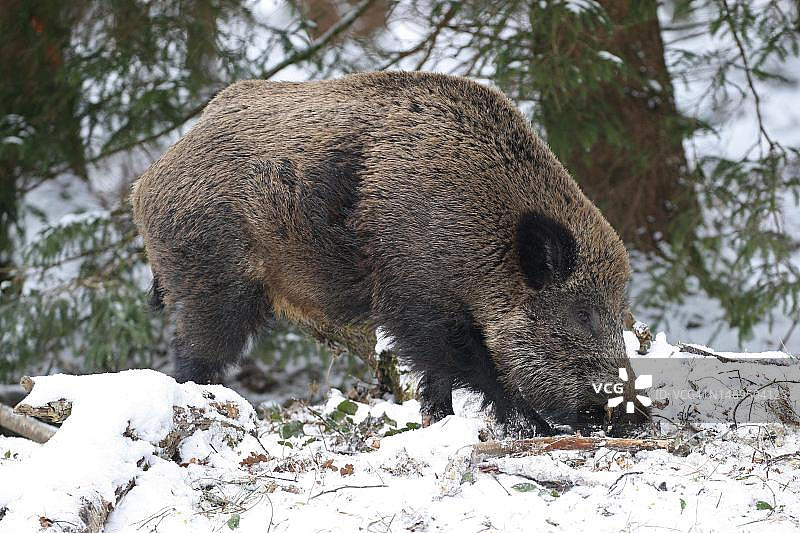 在冬季森林中觅食的野猪图片素材