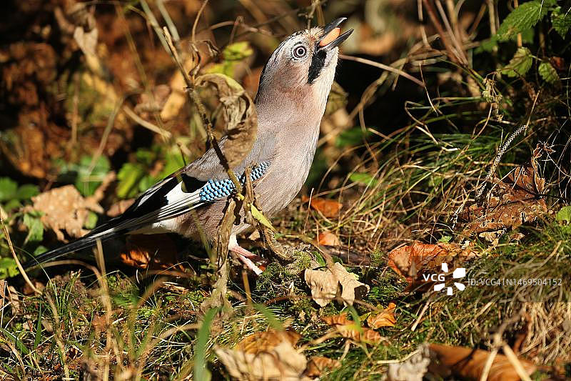 德国巴伐利亚阿尔高，吞咽花生的欧亚鹪鹩（Garrulus glandarius）图片素材