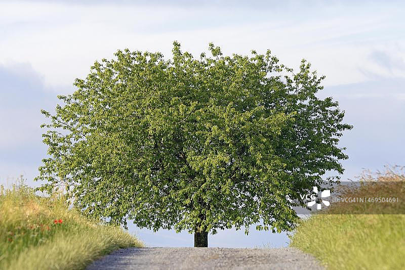 孤树，通往果树的田间小路，樱桃树，德国北莱茵-威斯特法伦图片素材