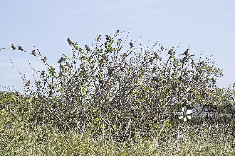 德国下萨克森州朗格奥格接骨木灌木丛中的麻雀（家麻雀）图片素材