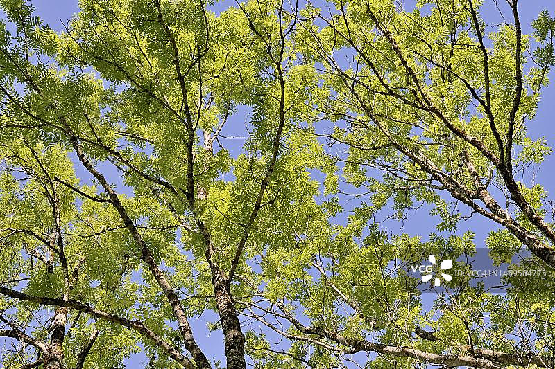 欧洲白蜡树，树冠、苔藓树枝和新鲜树叶，德国巴伐利亚阿尔高阿尔卑斯山图片素材