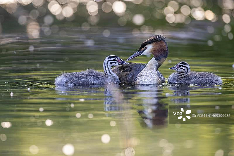 凤头鸊鷉老鸟与两只幼鸟逆光图片素材