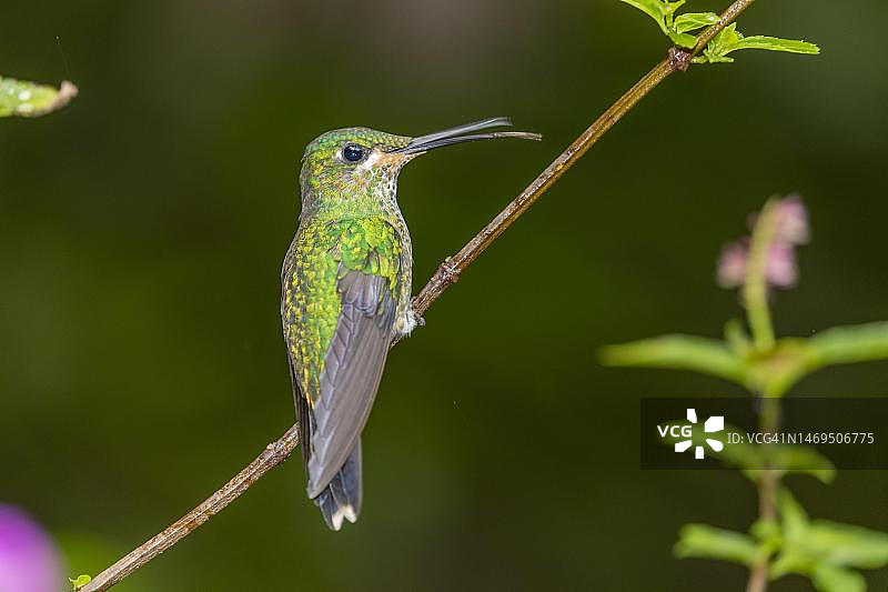 绿冠辉蜂鸟（幼鸟），哥斯达黎加图片素材