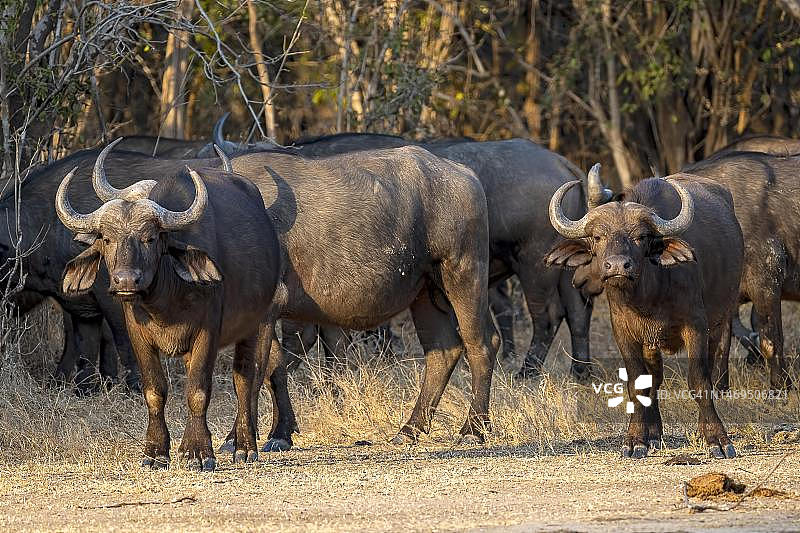 非洲水牛，赞比亚南卢安瓜森林空地，傍晚光线图片素材