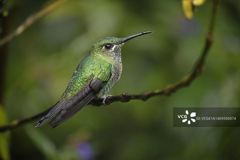 绿冠辉蜂鸟（雌性），哥斯达黎加蒙特维多雨林图片素材