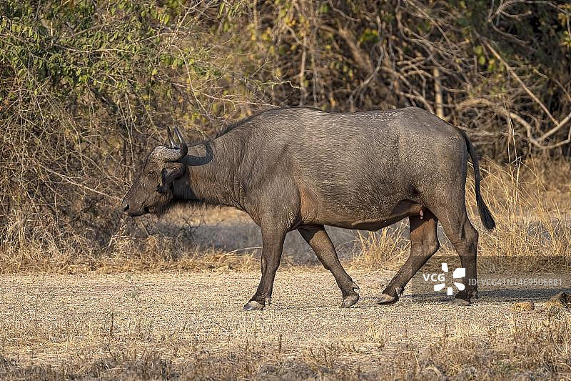 非洲水牛（Syncerus caffer），行走在赞比亚南卢安瓜森林空地的道路上，沐浴在傍晚的阳光中图片素材