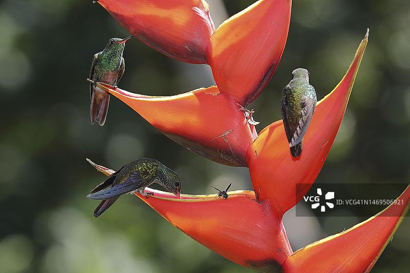 3只棕尾蜂鸟停留在猩红鹦鹉赫蕉上，哥斯达黎加萨拉皮基地区图片素材