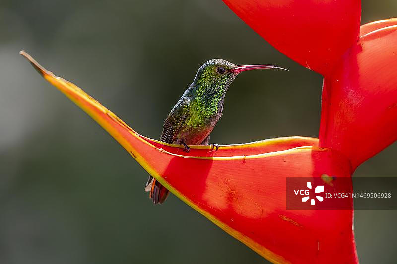 棕尾蜂鸟和龙虾爪花，哥斯达黎加图片素材