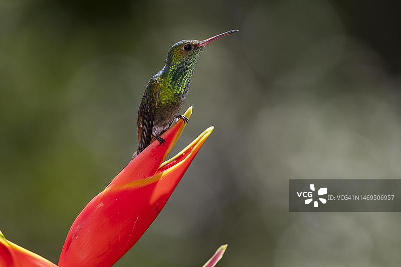 红尾蜂鸟（Amazilia tzacatl）与猩红鹦鹉赫蕉，哥斯达黎加萨拉皮基地区图片素材