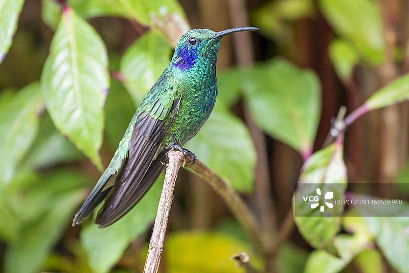 墨西哥紫耳蜂鸟，生活在哥斯达黎加塔拉曼卡山脉的高地图片素材