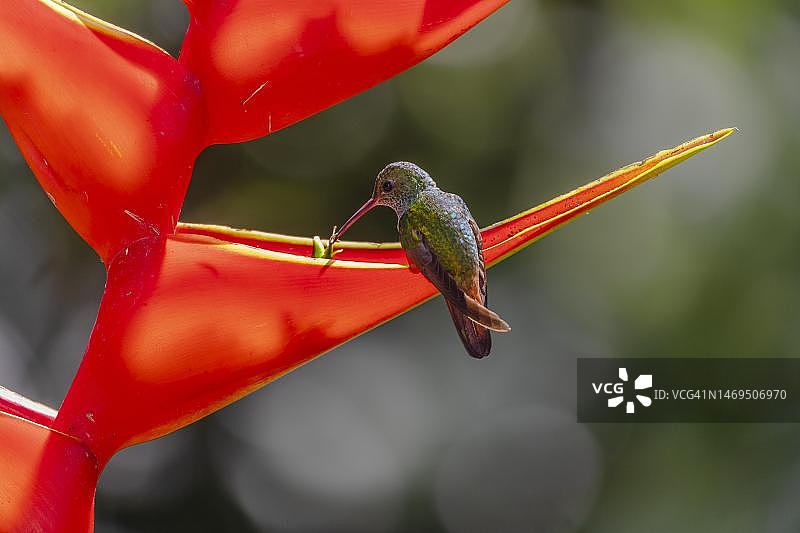 红尾蜂鸟在猩红鹦鹉赫蕉上采蜜，哥斯达黎加萨拉皮基地区图片素材