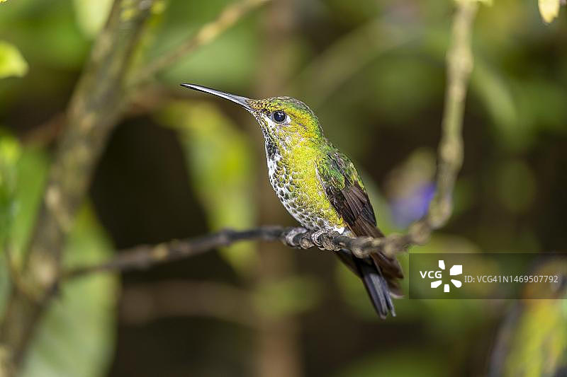 绿冠辉蜂鸟（雌性），哥斯达黎加蒙特维多雨林图片素材