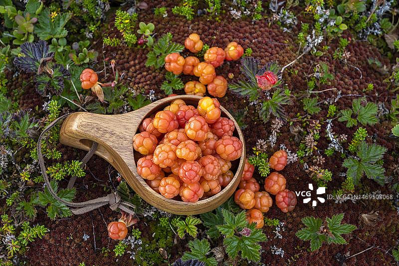 芬兰马克，拉普兰，阿尔塔，挪威，木杯盛云莓图片素材
