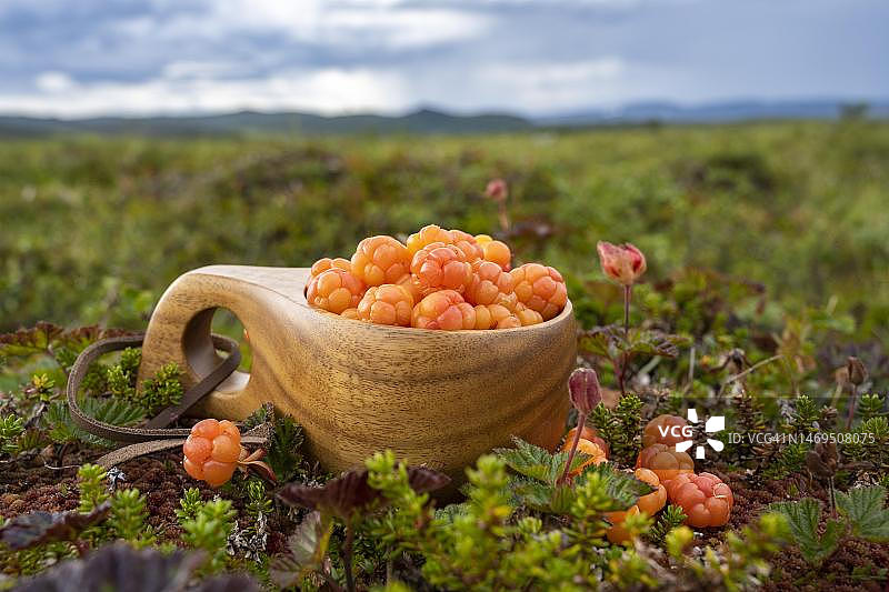 芬兰马克，拉普兰，阿尔塔，挪威，木杯盛云莓图片素材