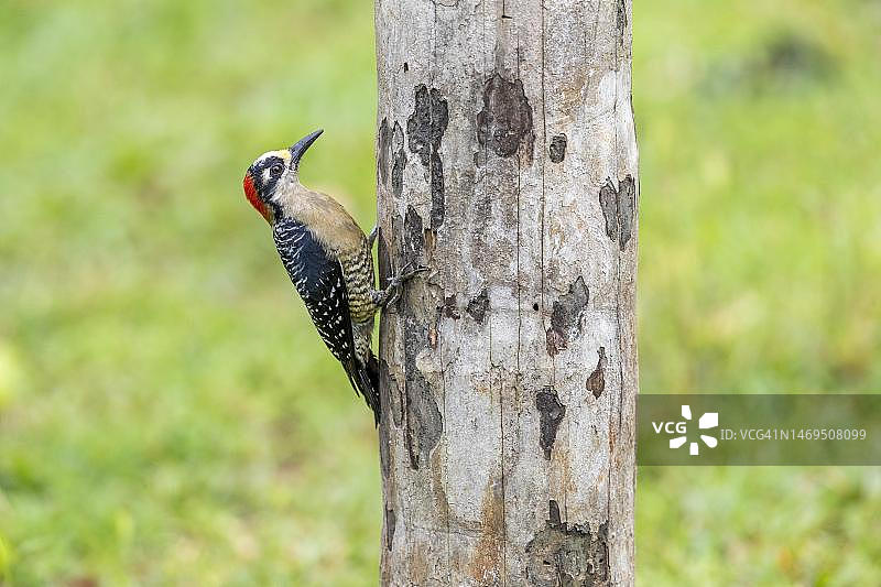 黑颊啄木鸟栖息棕榈树图片素材