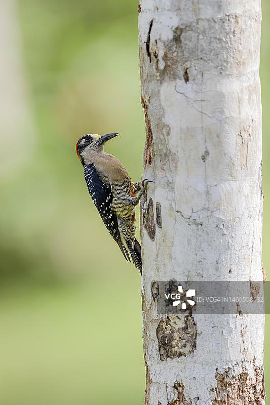黑颊啄木鸟栖息棕榈树图片素材