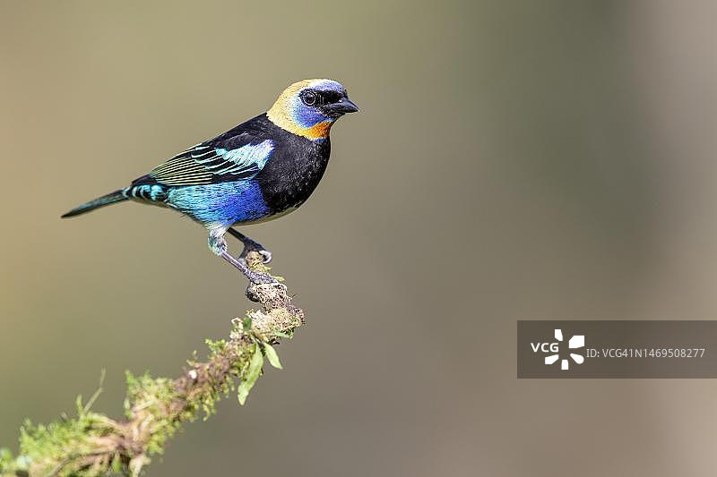 哥斯达黎加金色连帽唐纳雀图片素材