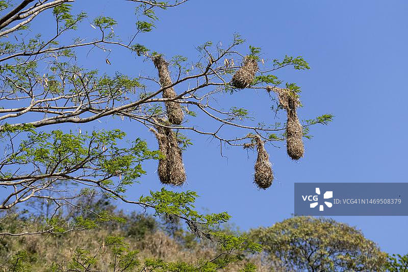 蒙特祖玛拟鹂(Psarocolius montezuma)的巢穴,哥斯达黎加Boca Tapada地区图片素材