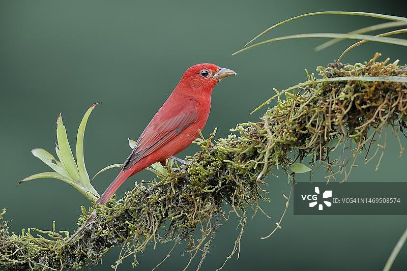 红tanager鸟在科斯达黎加树枝上图片素材
