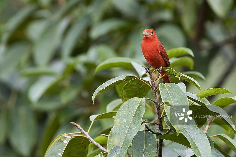 红唐纳雀：哥斯达黎加Boca Tapada地区的树叶丛中图片素材