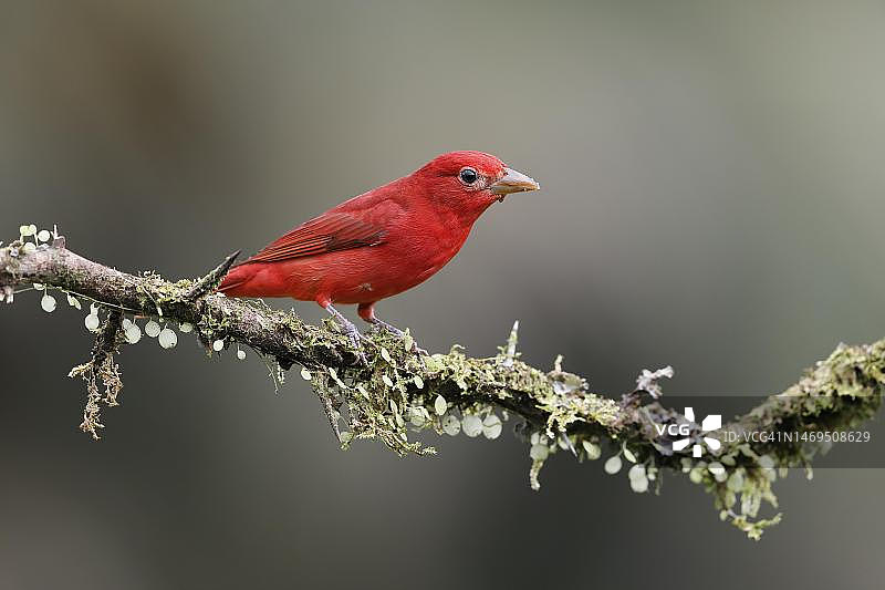 枝头的夏日红唐纳雀图片素材