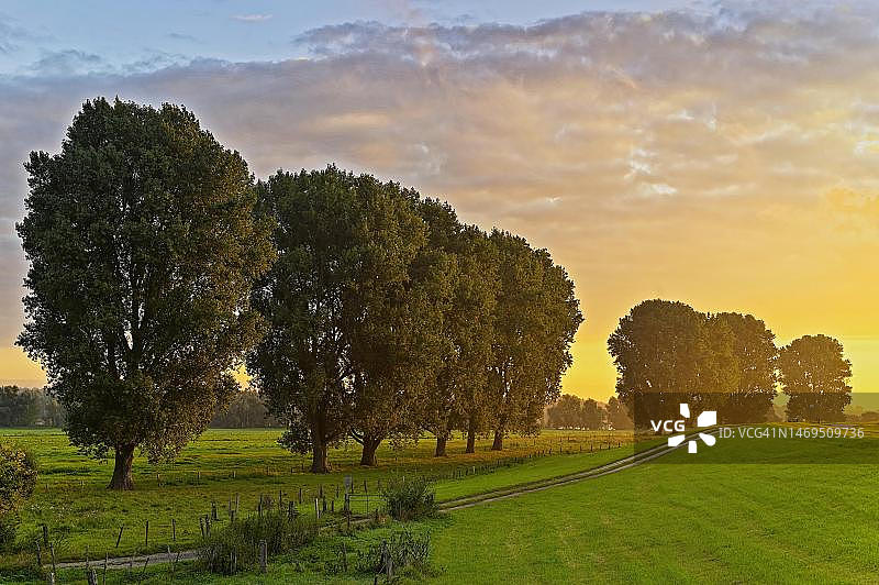 德国北莱茵-威斯特法伦州下莱茵地区莱茵河前陆的杂交黑杨树图片素材