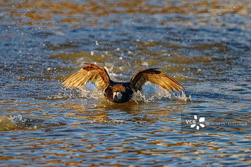 美国阿拉斯加北部巴罗的长尾鸭图片素材