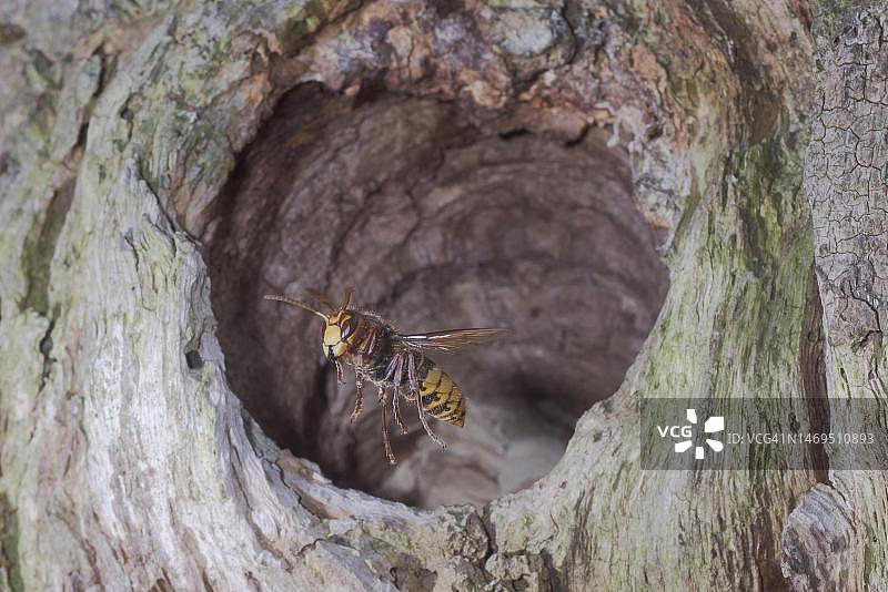 勃兰登堡，德国，欧洲大黄蜂从老树干洞穴中的巢穴中飞出图片素材