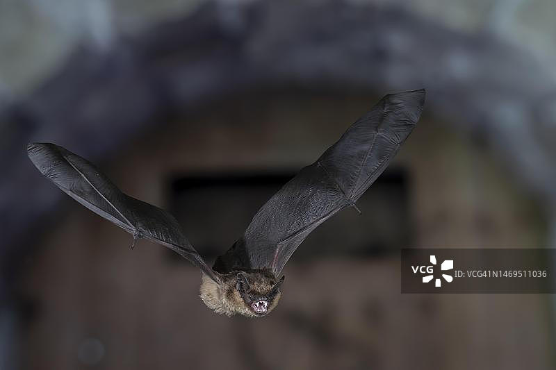 伏翼蝠从夏季栖息地飞起，德国北莱茵-威斯特法伦图片素材