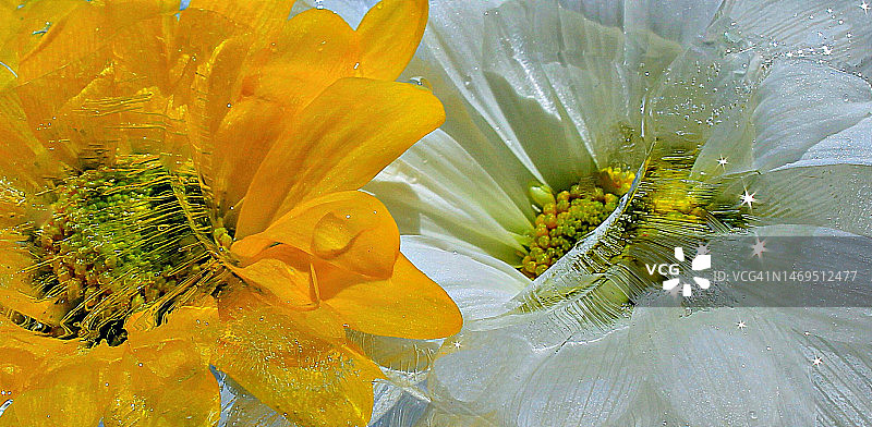 阳光下的冰冻雏菊图片素材