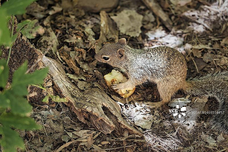 美国犹他州锡安国家公园内，地鼠坐在灌木丛中吃水果。图片素材