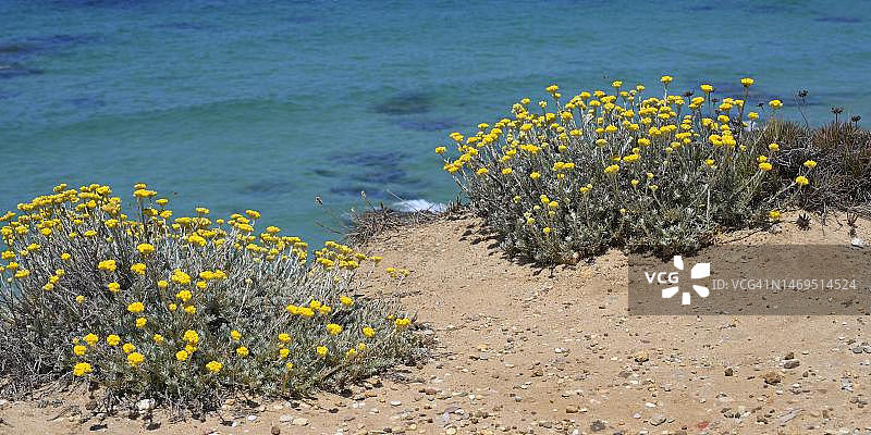 岩石地上开花的意大利蜡菊或不凋花（Helichrysum italicum），葡萄牙阿连特茹锡尼什科武港Vicentina海岸Samouqueira海滩图片素材