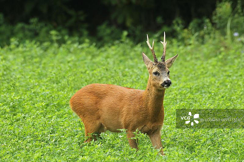 被固定在苜蓿中的欧洲狍（Capreolus capreolus），匈牙利南部图片素材