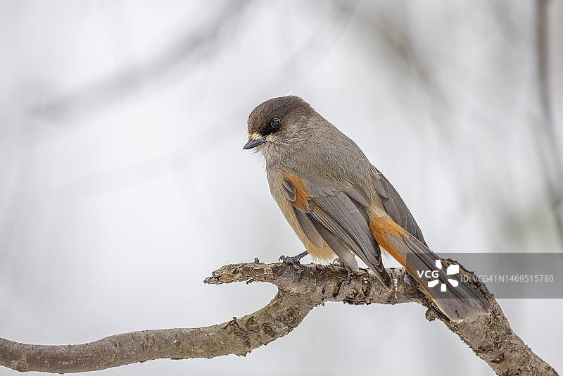 在芬兰拉普兰卡曼，树枝上的灰噪鸦图片素材