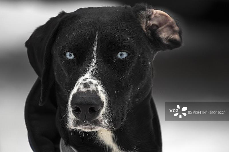 蓝眼睛黑狗肖像，德国巴登-符腾堡州图片素材