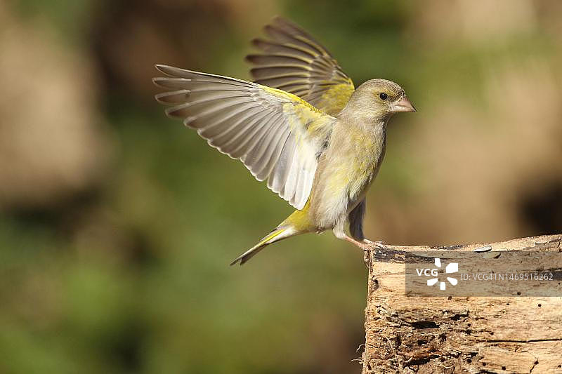 飞行中的欧洲金翅雀，德国巴伐利亚州阿尔高地区图片素材