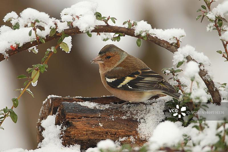 苍头燕雀：在德国巴伐利亚阿尔高冬季觅食的雄鸟图片素材