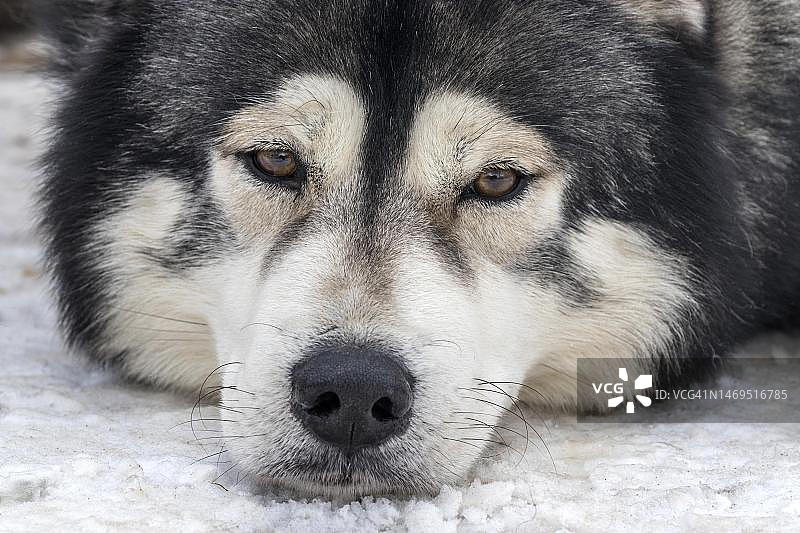 哈士奇雪橇犬肖像，位于德国巴登-符腾堡州黑森林托特莫斯雪地图片素材