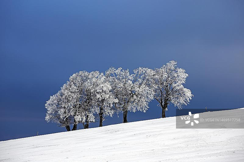 德国黑森林绍因斯兰雪原树木图片素材