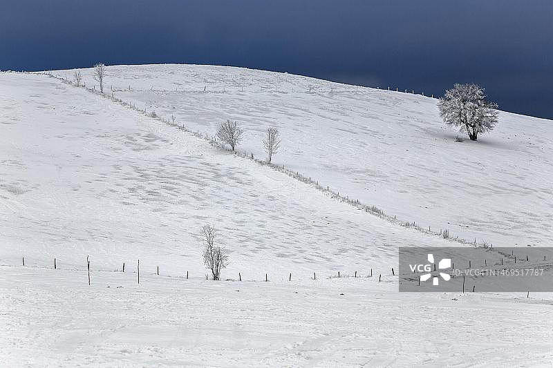德国巴登-符腾堡黑森林绍因斯兰的雪景树木风光图片素材