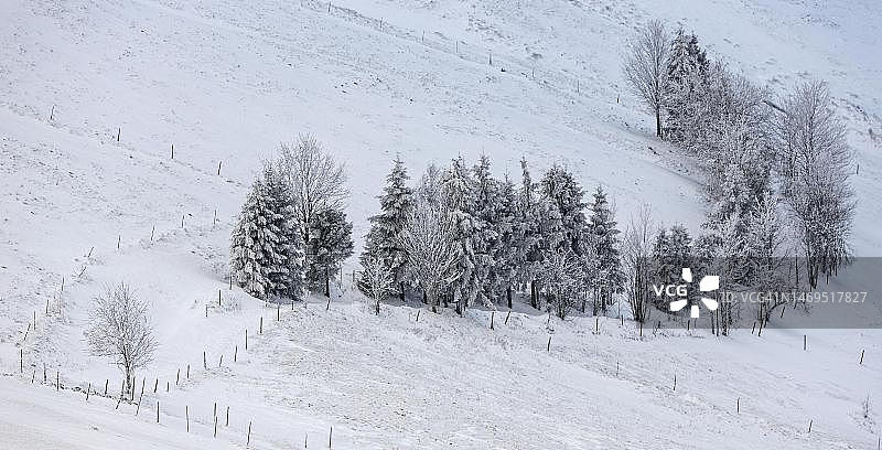 德国巴登-符腾堡州绍因斯兰黑森林的雪景，覆盖着积雪的树木图片素材