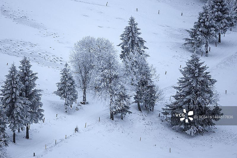 德国巴登-符腾堡州绍因斯兰黑森林的雪景，覆盖着积雪的树木图片素材